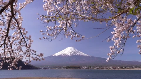 Mount Fuji and Cherry Blossoms in Full Bloom at Lake Kawaguchi Stock-Footage 343047037