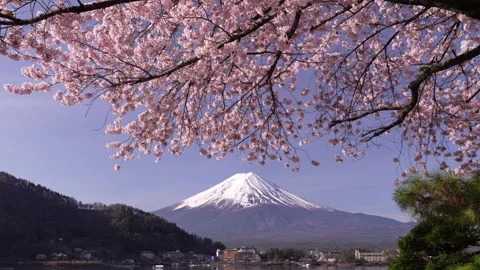 Mount Fuji and Cherry Blossoms in Full Bloom at Lake Kawaguchi Stock-Footage 343047043
