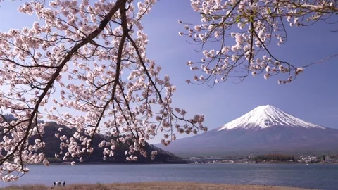 Mount Fuji and Cherry Blossoms in Full Bloom at Lake Kawaguchi Video stock 343047047