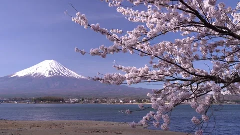 Mount Fuji and Cherry Blossoms in Full Bloom at Lake Kawaguchi Stock-Footage 343047053