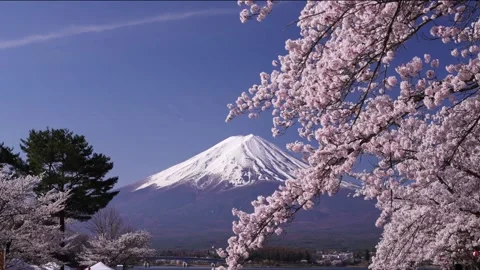 Mount Fuji and Cherry Blossoms in Full Bloom at Lake Kawaguchi Video stock 343047087