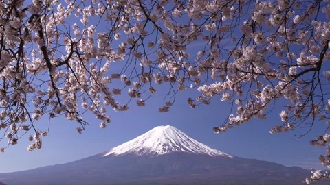 Mount Fuji and Cherry Blossoms in Full Bloom at Lake Kawaguchi Stock-Footage 343047111