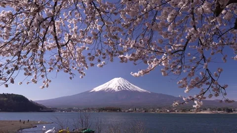 Mount Fuji and Cherry Blossoms in Full Bloom at Lake Kawaguchi Stock Footage 343047114