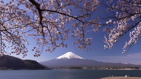 Mount Fuji and Cherry Blossoms in Full Bloom at Lake Kawaguchi Stock Footage 343047134