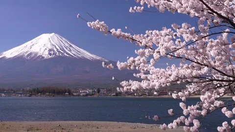 Mount Fuji and Cherry Blossoms in Full Bloom at Lake Kawaguchi Video stock 343047139