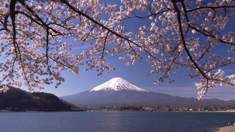 Mount Fuji and Cherry Blossoms in Full Bloom at Lake Kawaguchi 스톡 동영상 343047183