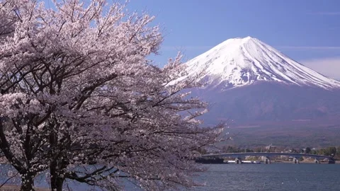 Mount Fuji and Cherry Blossoms in Full Bloom at Lake Kawaguchi 스톡 동영상 343047191