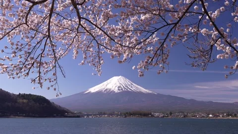 Mount Fuji and Cherry Blossoms in Full Bloom at Lake Kawaguchi Stock Footage 343047202