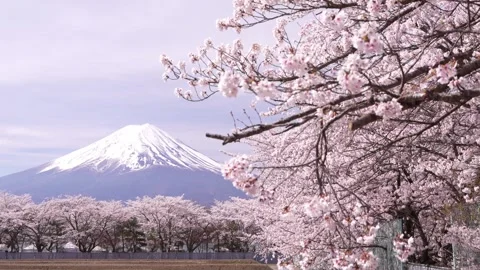 Mount Fuji and Cherry Blossoms in Full Bloom at Lake Kawaguchi Video stock 343047204