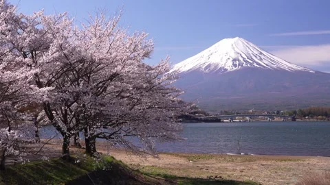 Mount Fuji and Cherry Blossoms in Full Bloom at Lake Kawaguchi 스톡 동영상 343047222