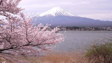 Mount Fuji and Cherry Blossoms in Full Bloom at Lake Kawaguchi Stock Footage 343047232