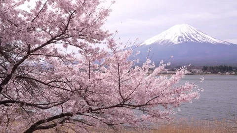 Mount Fuji and Cherry Blossoms in Full Bloom at Lake Kawaguchi Stock Footage 343047260