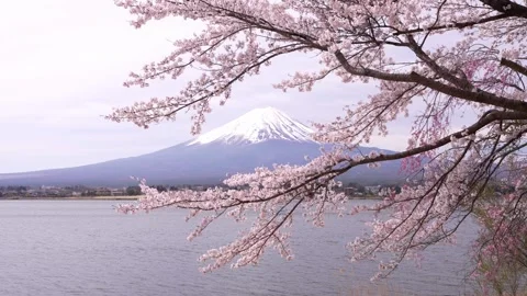 Mount Fuji and Cherry Blossoms in Full Bloom at Lake Kawaguchi Stock Footage 343047268