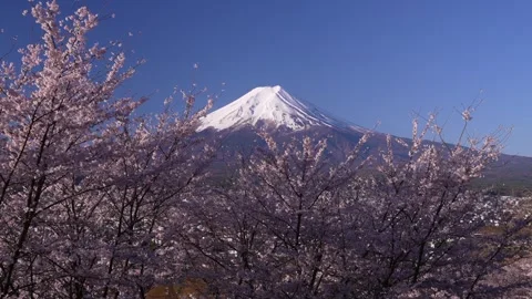 Mount Fuji and Cherry Blossoms in Full Bloom at Arakurayama Sengen Park Vidéo 343049079