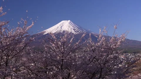 Mount Fuji and Cherry Blossoms in Full Bloom at Arakurayama Sengen Park Video stock 343049104