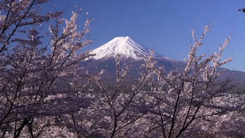 Mount Fuji and Cherry Blossoms in Full Bloom at Arakurayama Sengen Park 스톡 동영상 343049198