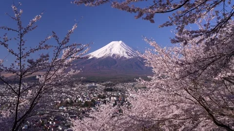 Mount Fuji and Cherry Blossoms in Full Bloom at Arakurayama Sengen Park 스톡 동영상 343049218