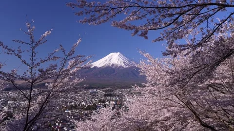 Mount Fuji and Cherry Blossoms in Full Bloom at Arakurayama Sengen Park Stock Footage 343049223