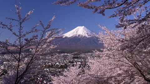 Mount Fuji and Cherry Blossoms in Full Bloom at Arakurayama Sengen Park Stock Footage 343049224