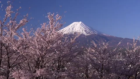 Mount Fuji and Cherry Blossoms in Full Bloom at Arakurayama Sengen Park Stock Footage 343049226