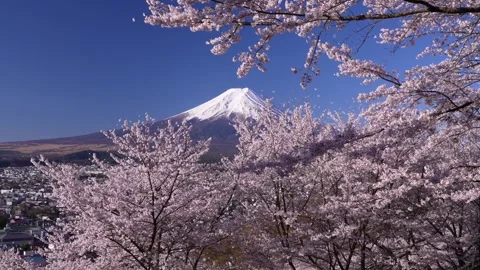 Mount Fuji and Cherry Blossoms in Full Bloom at Arakurayama Sengen Park Stock Footage 343049291
