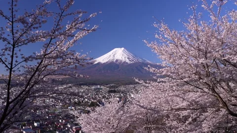 Mount Fuji and Cherry Blossoms in Full Bloom at Arakurayama Sengen Park 스톡 동영상 343049292