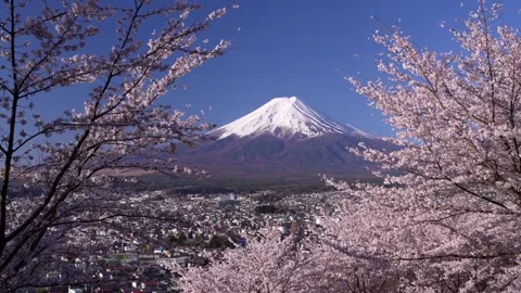 Mount Fuji and Cherry Blossoms in Full Bloom at Arakurayama Sengen Park Stock Footage 343049329