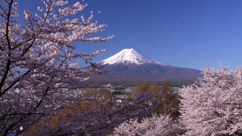Mount Fuji and Cherry Blossoms in Full Bloom at Arakurayama Sengen Park Stock Footage 343049330
