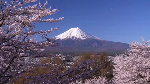 Mount Fuji and Cherry Blossoms in Full Bloom at Arakurayama Sengen Park Stock-Footage 343049340
