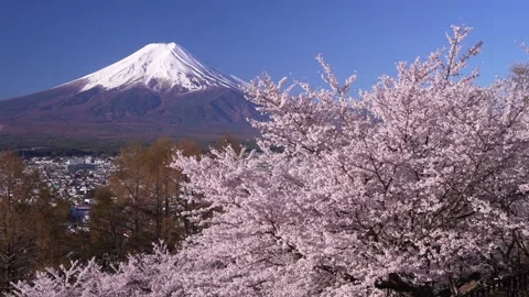Mount Fuji and Cherry Blossoms in Full Bloom at Arakurayama Sengen Park Stock-Footage 343049385
