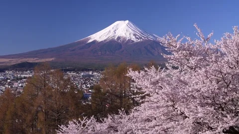 Mount Fuji and Cherry Blossoms in Full Bloom at Arakurayama Sengen Park Stock-Footage 343049399