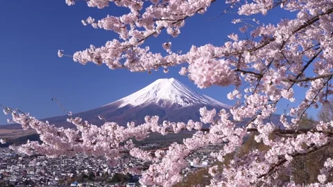 Mount Fuji and Cherry Blossoms in Full Bloom at Arakurayama Sengen Park 스톡 동영상 343049444
