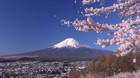 Mount Fuji and Cherry Blossoms in Full Bloom at Arakurayama Sengen Park Video stock 343049457