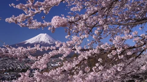 Mount Fuji and Cherry Blossoms in Full Bloom at Arakurayama Sengen Park Stock Footage 343049482