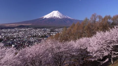 Mount Fuji and Cherry Blossoms in Full Bloom at Arakurayama Sengen Park Stock Footage 343049499