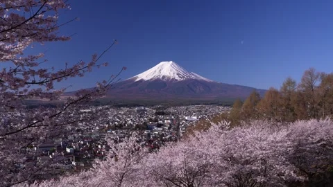 Mount Fuji and Cherry Blossoms in Full Bloom at Arakurayama Sengen Park Stock-Footage 343049504