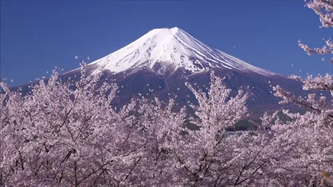 Mount Fuji and Cherry Blossoms in Full Bloom at Arakurayama Sengen Park Video stock 343049583
