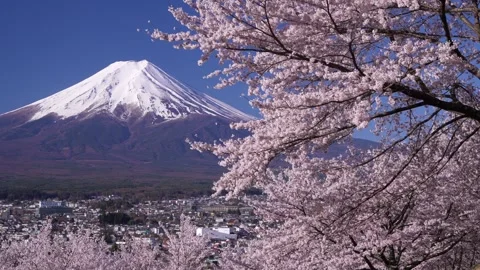 Mount Fuji and Cherry Blossoms in Full Bloom at Arakurayama Sengen Park Stock-Footage 343049584