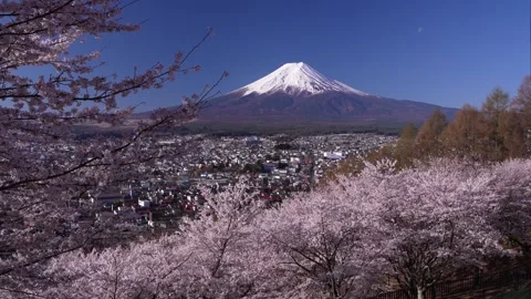 Mount Fuji and Cherry Blossoms in Full Bloom at Arakurayama Sengen Park Stock Footage 343049585