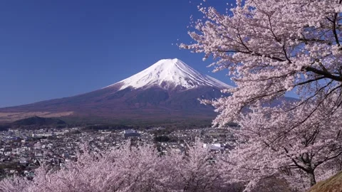 Mount Fuji and Cherry Blossoms in Full Bloom at Arakurayama Sengen Park Stock Footage 343049588