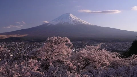 Mount Fuji and Cherry Blossoms at Dusk in Arakurayama Sengen Park 스톡 동영상 343049633