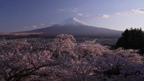 Mount Fuji and Cherry Blossoms at Dusk in Arakurayama Sengen Park 스톡 동영상 343049703