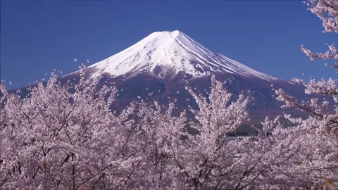 Mount Fuji and Cherry Blossoms in Full Bloom at Arakurayama Sengen Park Stock-Footage 343049716