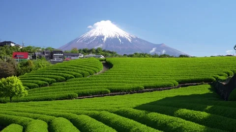 Mount Fuji and Green Tea Plantation, Shizuoka, Japan 스톡 동영상 340827336