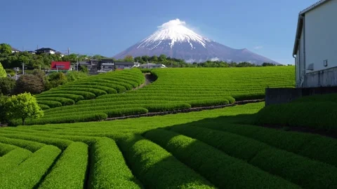 Mount Fuji and Green Tea Plantation, Shizuoka, Japan Vidéo 340827341
