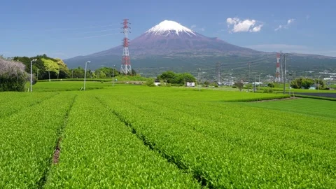 Mount Fuji and Green Tea Plantation, Shizuoka, Japan Stock Footage 340827342
