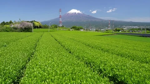 Mount Fuji and Green Tea Plantation, Shizuoka, Japan 스톡 동영상 340827343