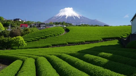 Mount Fuji and Green Tea Plantation, Shizuoka, Japan Stock-Footage 340827357