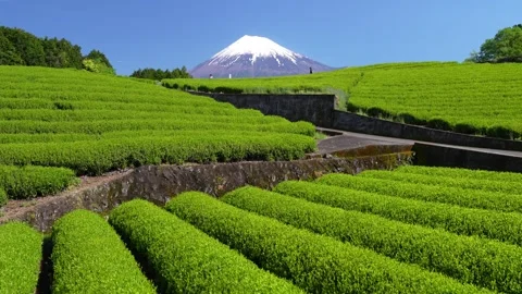 Mount Fuji and Green Tea Plantation, Shizuoka, Japan Stock-Footage 340827370