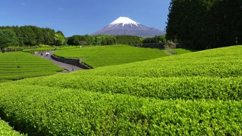 Mount Fuji and Green Tea Plantation, Shizuoka, Japan 스톡 동영상 340827373
